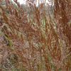 Sorghastrum Nutans Indian Steel